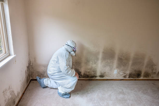 Mold Remediation for Vacation Homes in Ward, AR